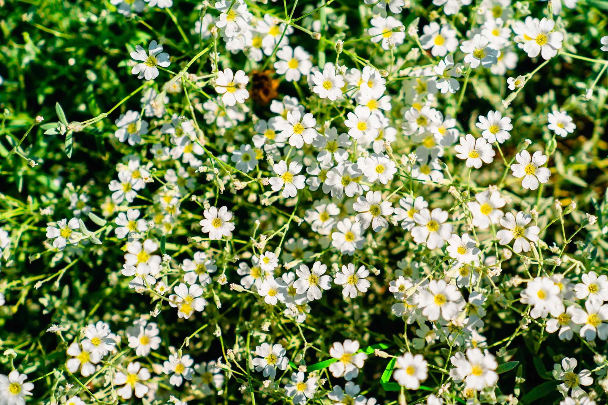 Kivelänkadun puistikossa on monipuolisesti kasveja.