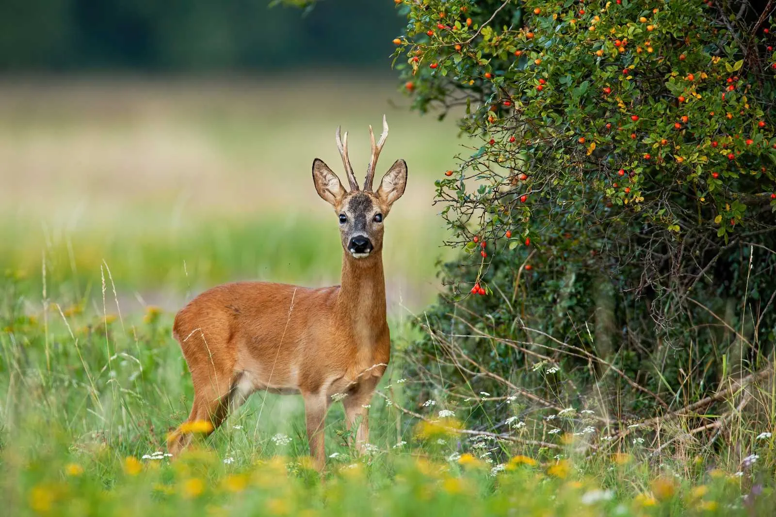 Lecan vanhoilla savikaivannoilla luonto kukoistaa